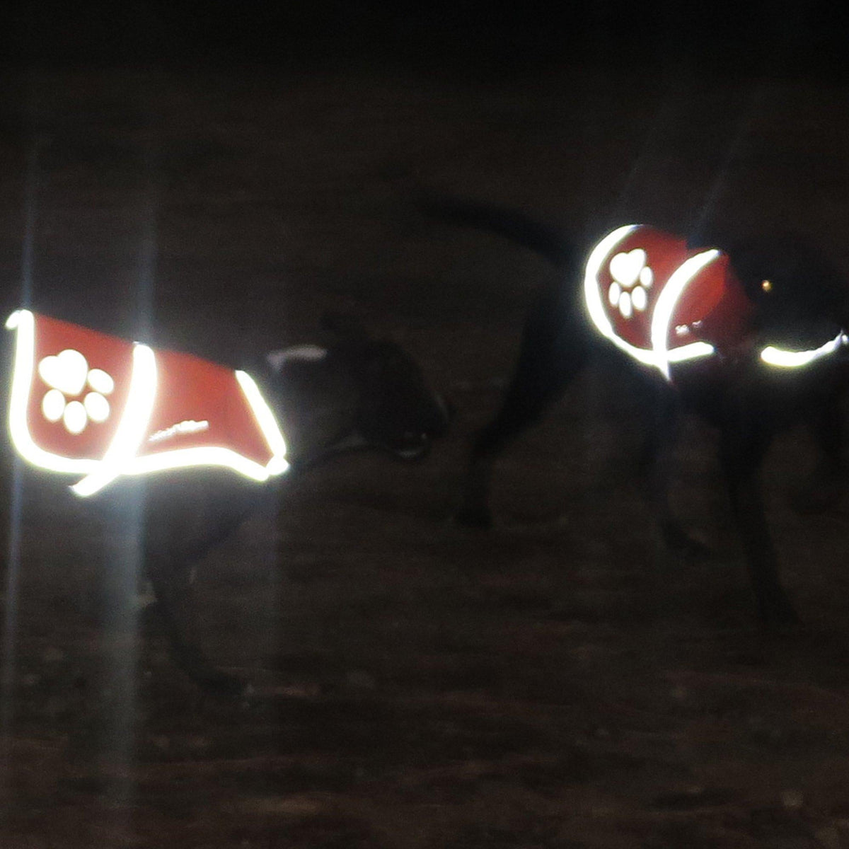 Reflective Dog Vest Hi-Vis L Size 31.63 in Chest x 23 in Neck Blue